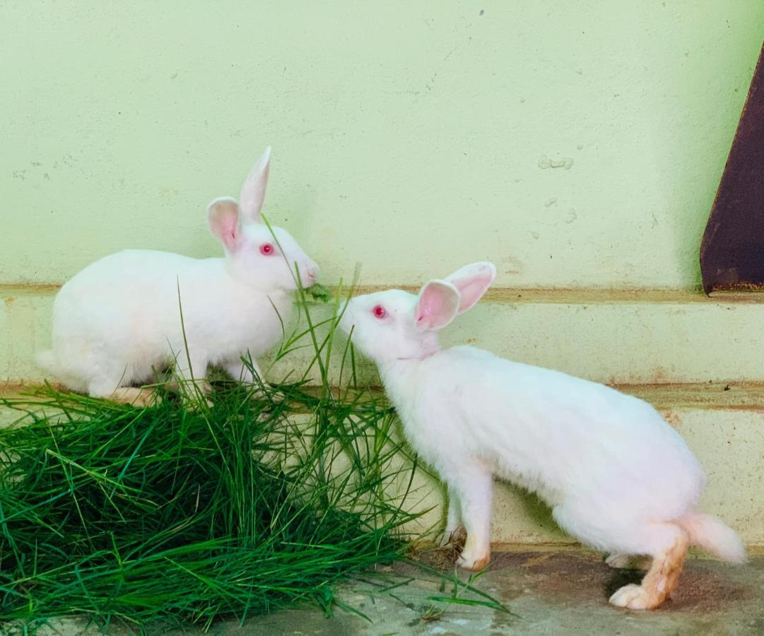 Eco Farm Villa Bangalore Dış mekan fotoğraf